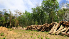 Tesco will purchase carbon offsets as part of the first phase of its new soy plan